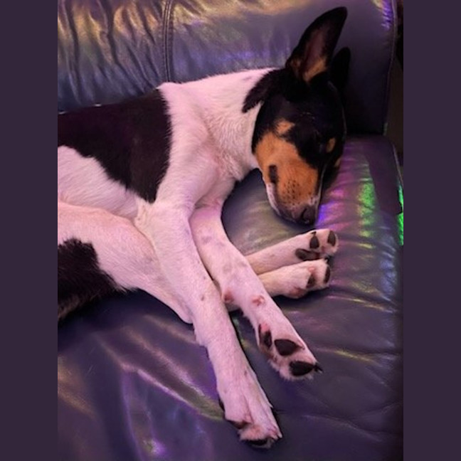 Photo of Beau   20 Month Old Border Collie X Cattle Dog