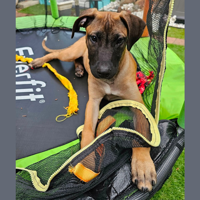Photo of Nala