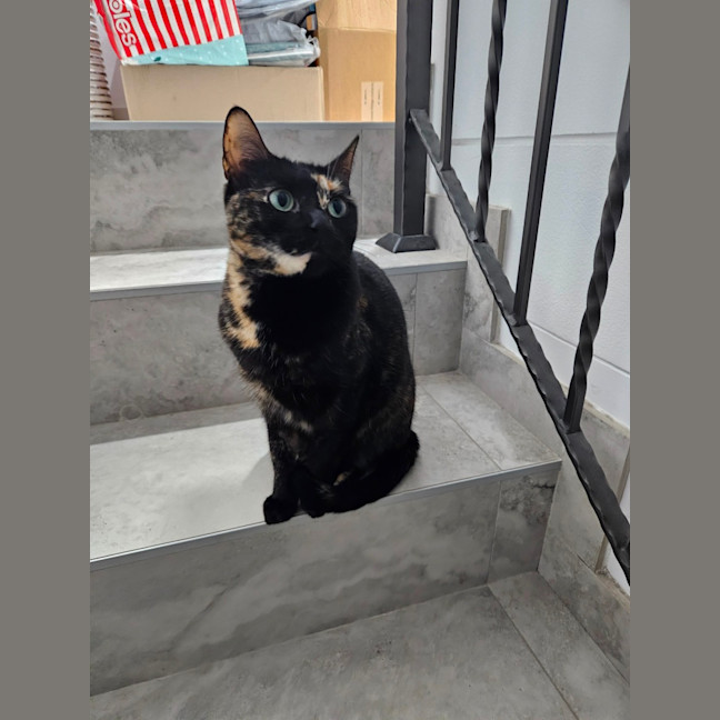 Photo of Meowie