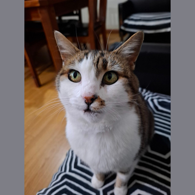 Photo of Little Girl