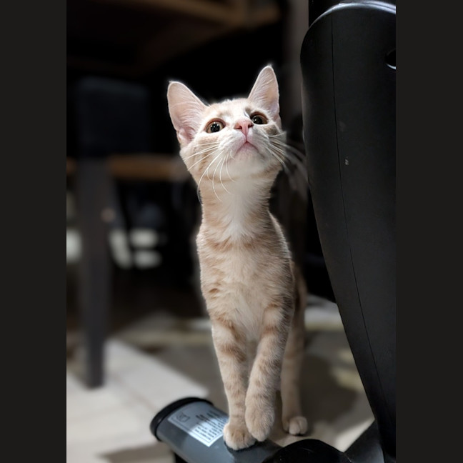 Photo of Biscotti