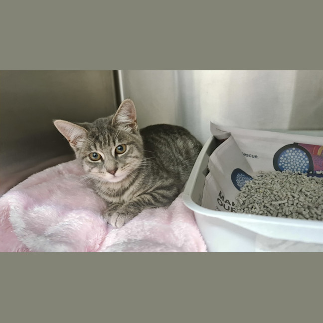 Photo of Zelda
