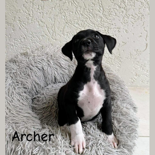 Photo of Archer