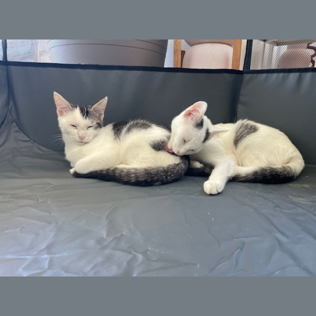 Photo of Alice (With Edward)