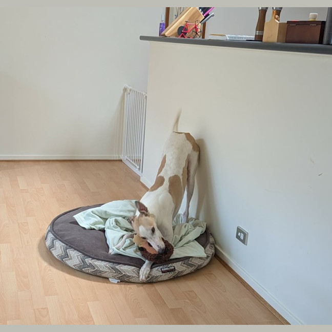 Photo of Buzz, The Greyhound
