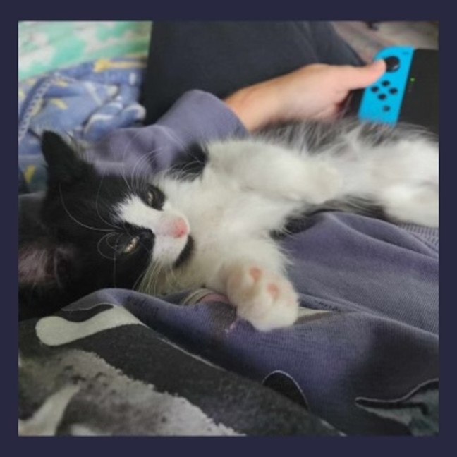 Photo of Sylvester 
