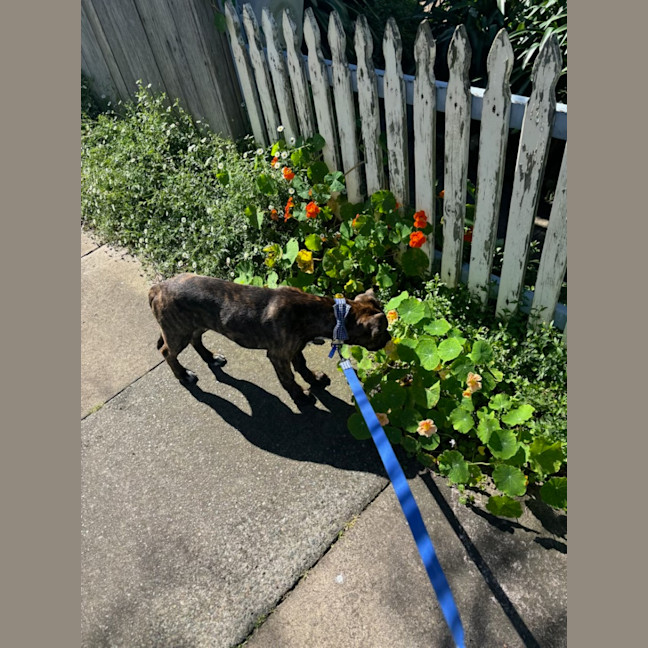 Photo of Alice   4 Month Old American Staffy X (Trial)