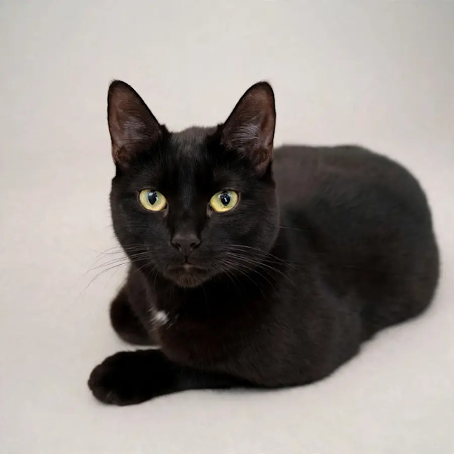 Photo of Raven
