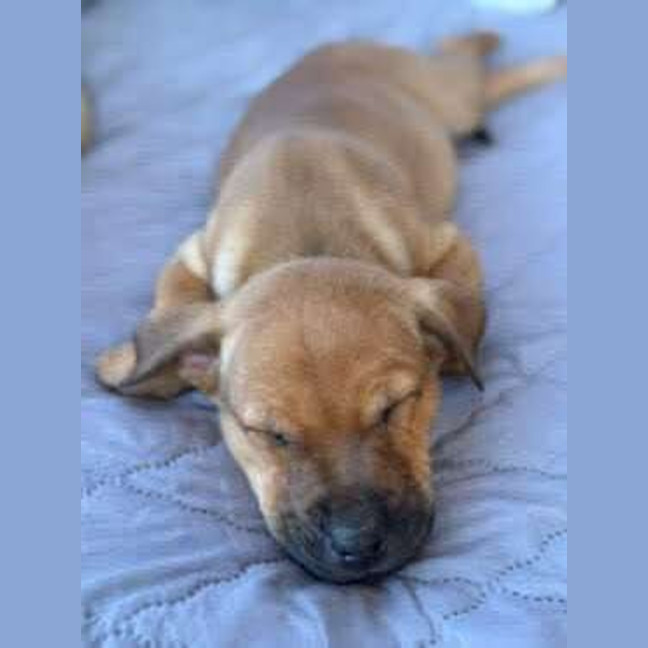 Photo of Bodhi