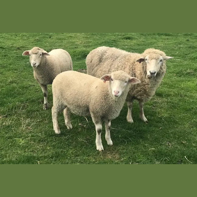 Photo of Rescue Sheep
