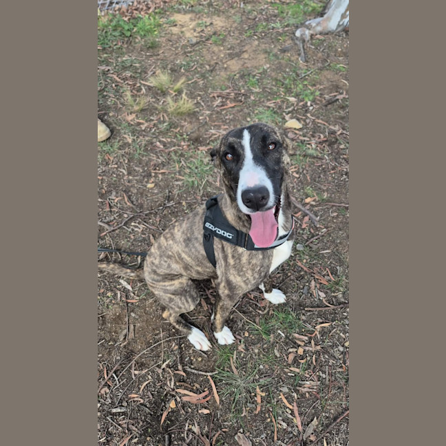 Photo of Whippy! 🦌