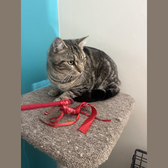 Photo of Kandos Now At Thornton Pet Quarters