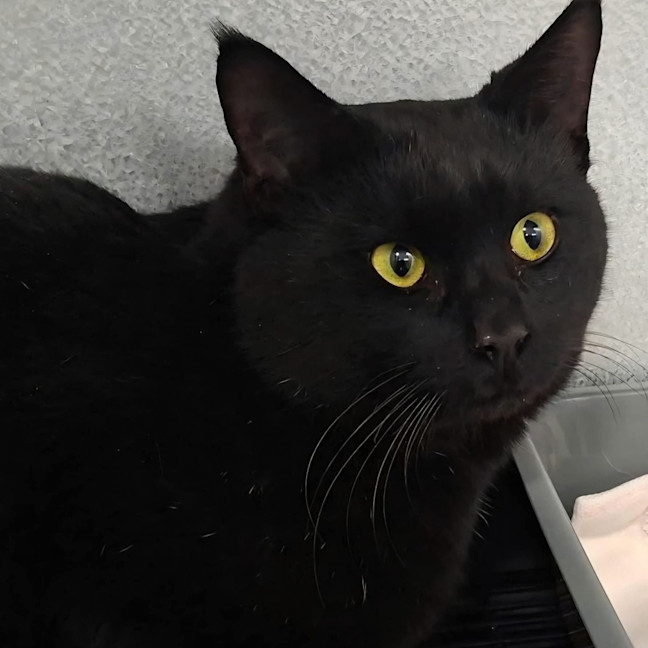 Photo of Catsby