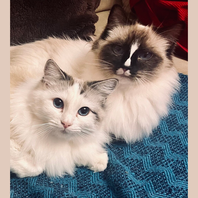 Photo of Snowball