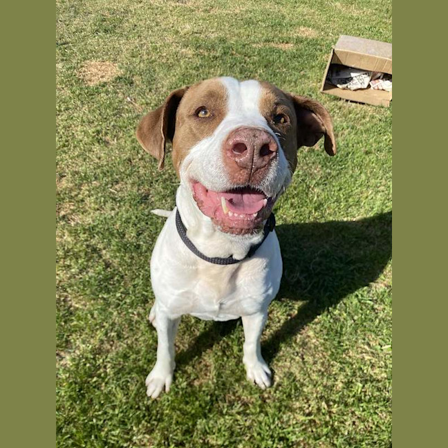 Photo of Bruno