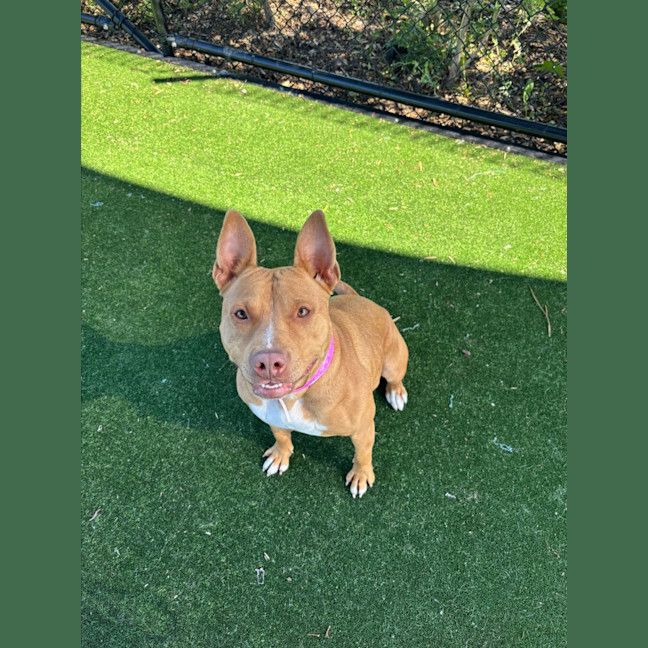 Photo of Princess Imp 2103