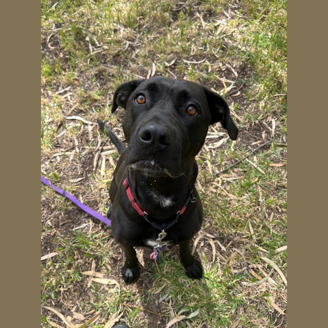 Photo of Taffy