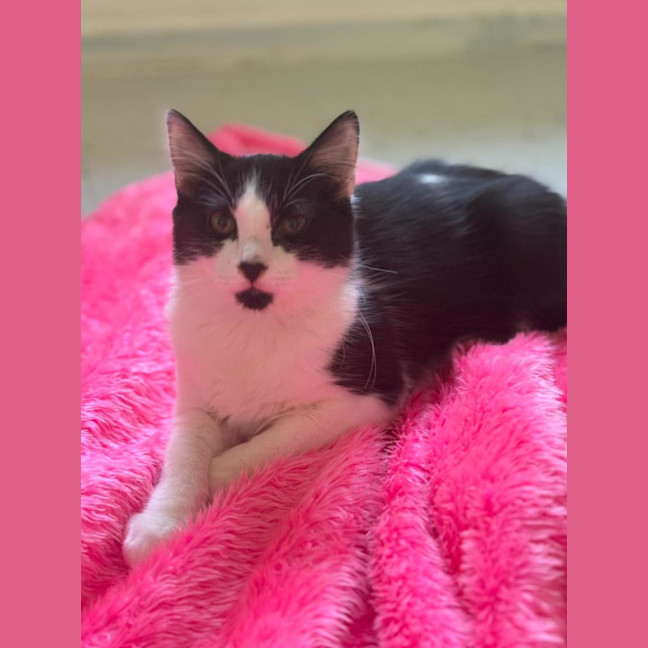 Photo of Otis