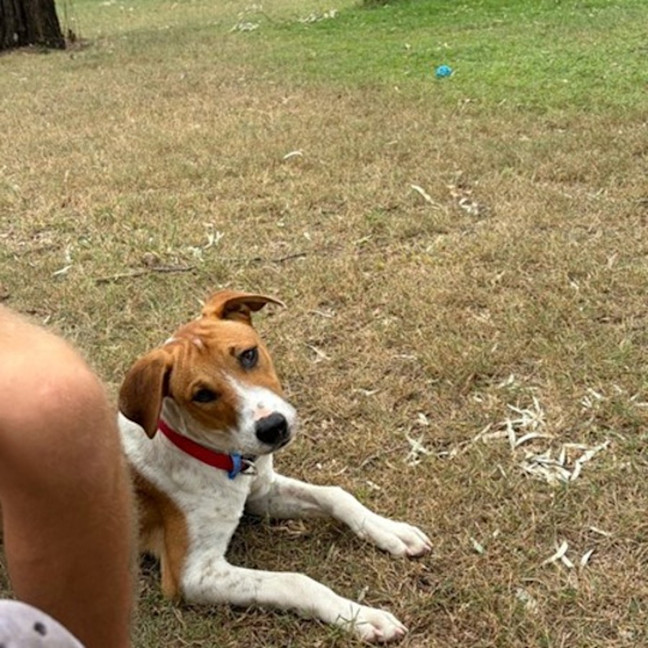 Photo of Stubby