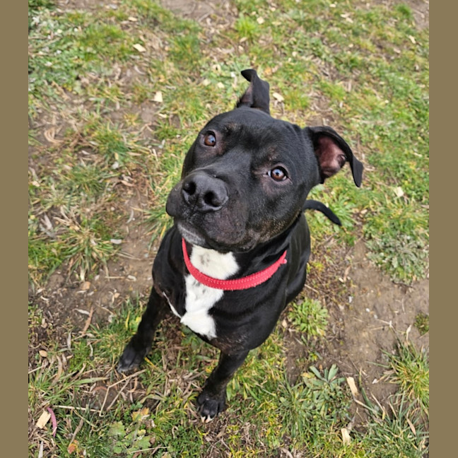 Photo of Buddy