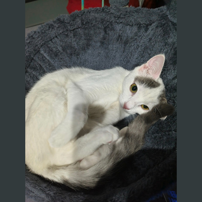 Photo of Toothless And Lychee