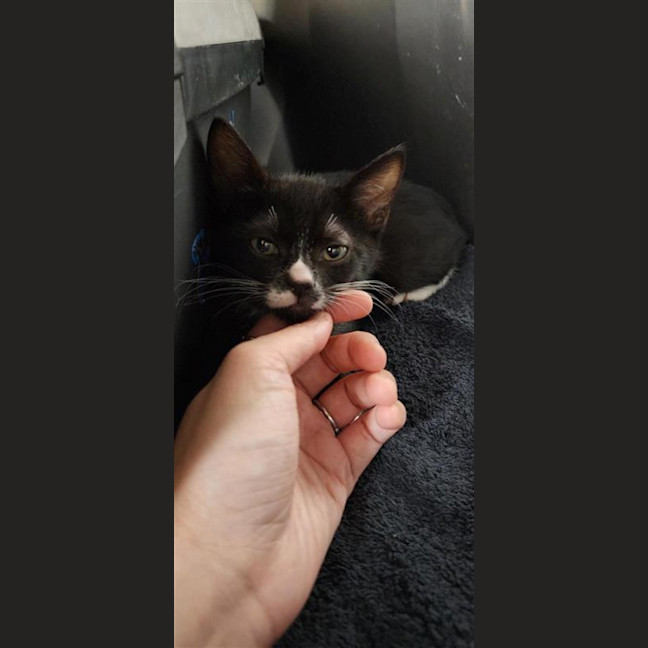 Photo of Chaussette (Socks)