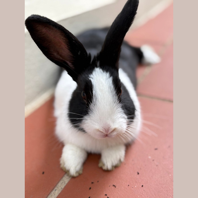 Photo of Pumpkin (Bonded With Avocado And Cauliflower)