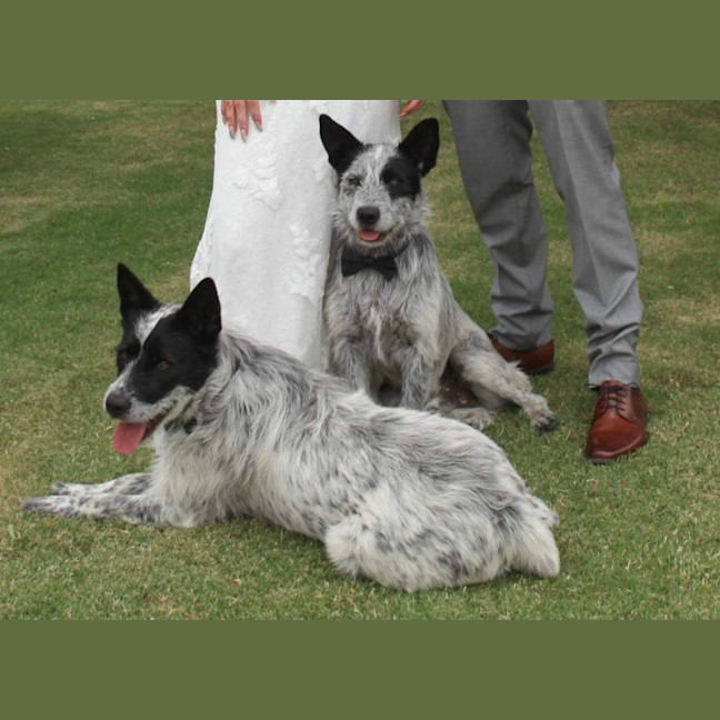 Photo of Benji And Stitch