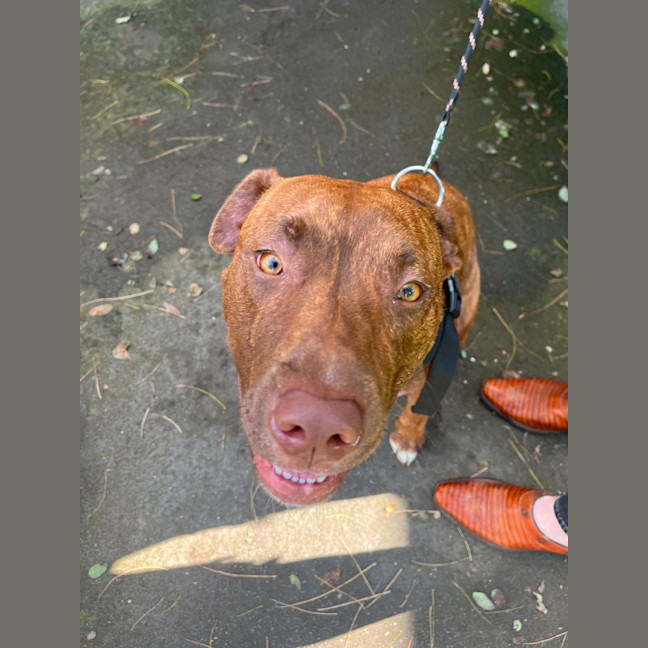Photo of Tully   9 Month Old Staffy X