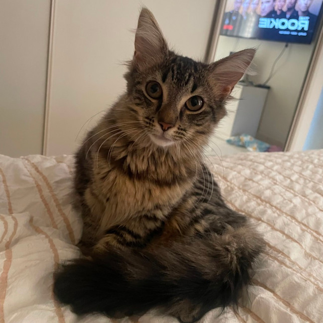 Photo of K1596 Kiki