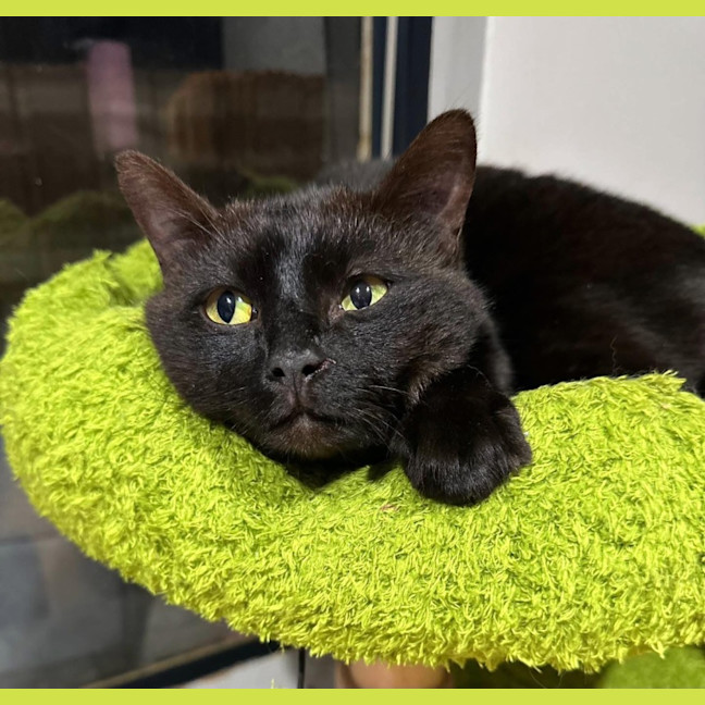 Photo of 12616   Ronnie