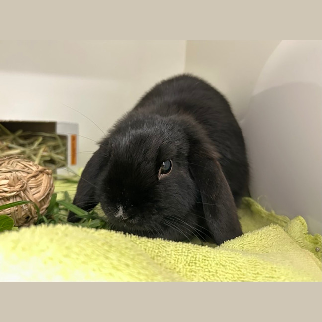 Photo of Cinnamon & Coco