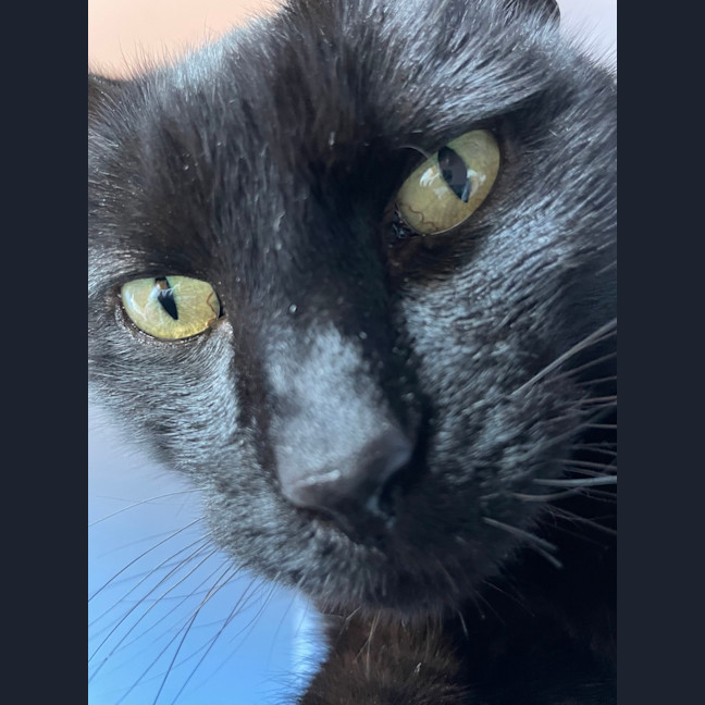 Photo of Atticus