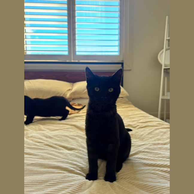 Photo of Vegemite (Binx)