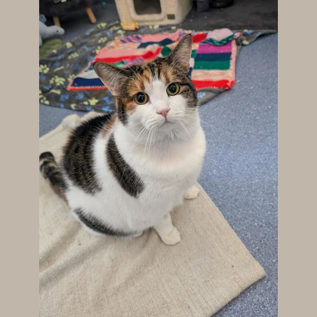Photo of Pumpkin