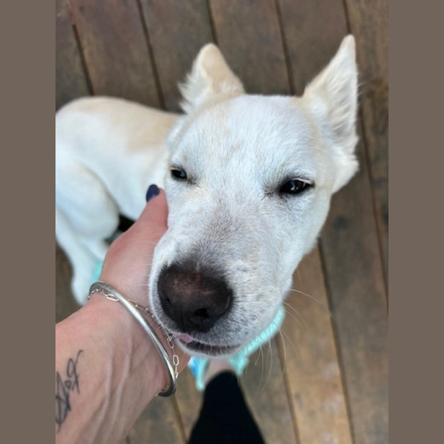 Photo of Azlan   5 Month Old Border Collie X Shepherd