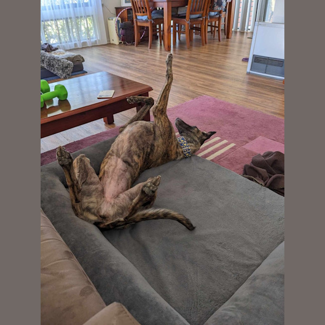 Photo of Jules, The Greyhound