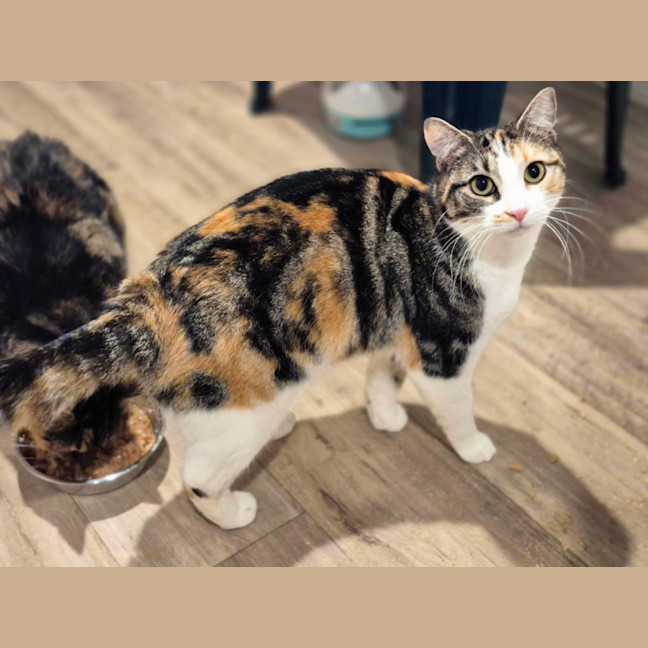 Photo of Mama Bear ** 2nd Chance Cat Rescue**