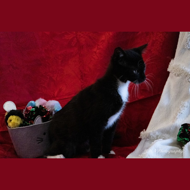 Photo of Avery *$100 Adoption Fee*