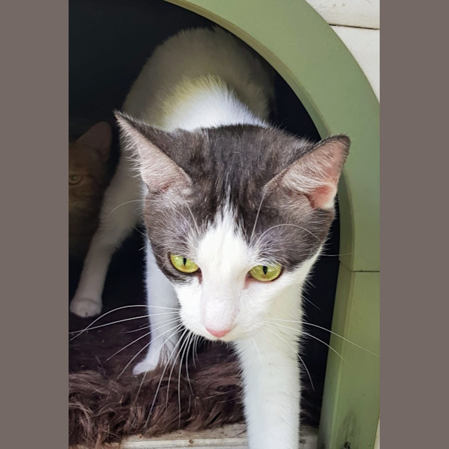Photo of June   Now At Pet Quarters Broadmeadow