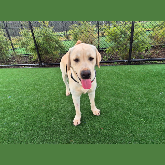 Photo of Clifford Imp 1401