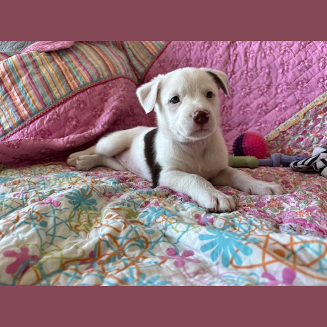 Photo of Cookie