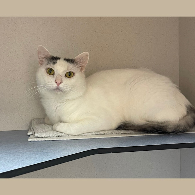 Photo of Casper 