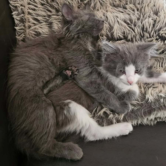 Photo of Mushi (Grey)
