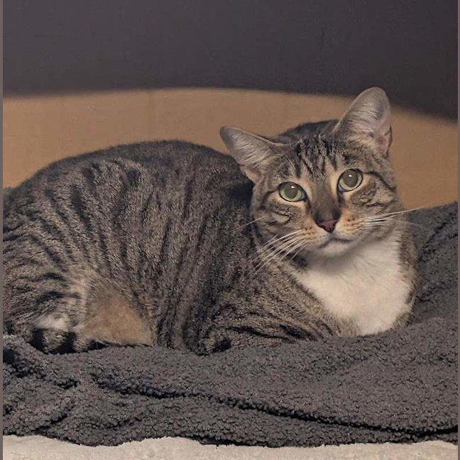 Photo of Pepper