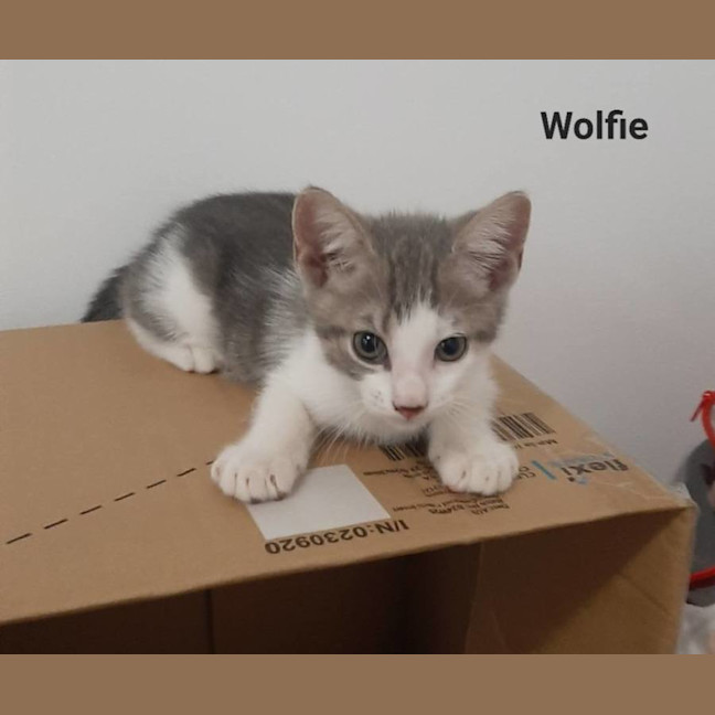 Photo of Wolfie