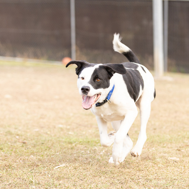 Photo of Daisy