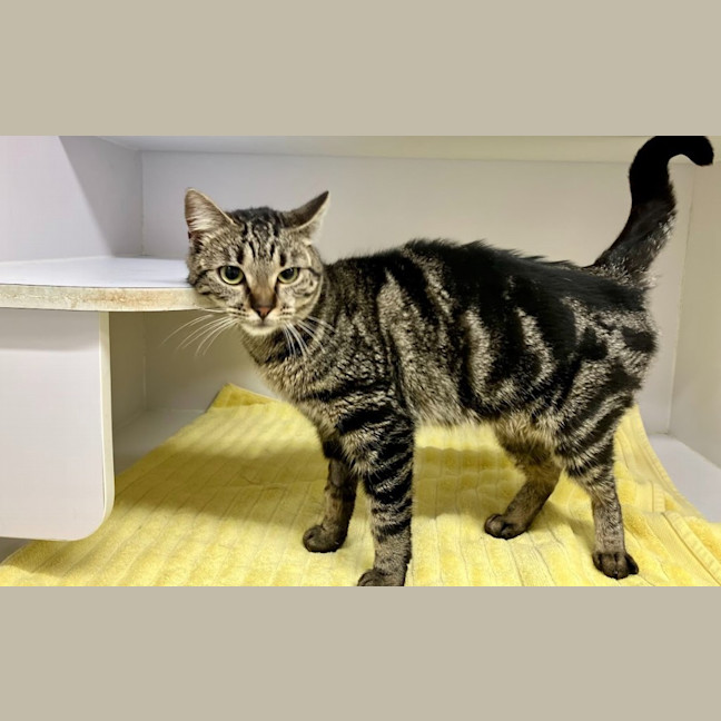 Photo of Slinky