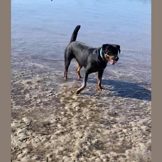 Photo of Nala