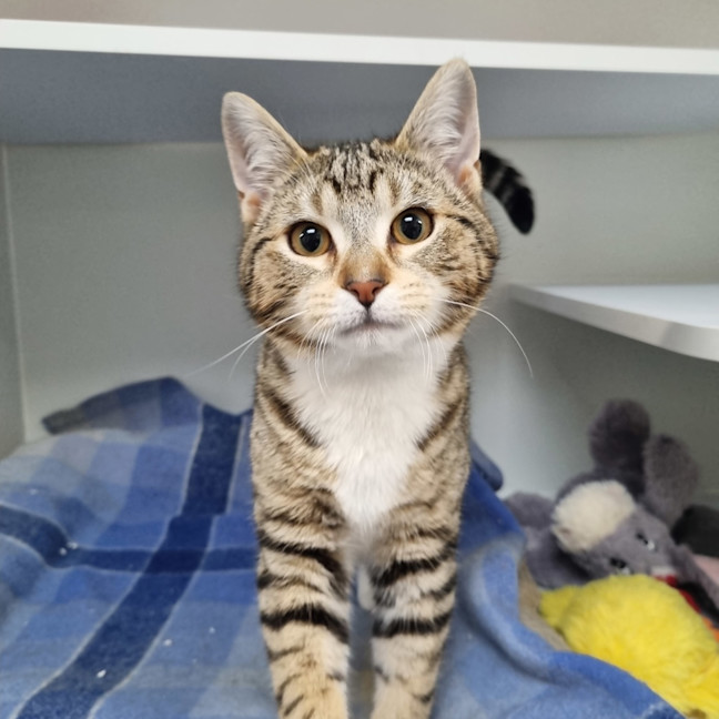 Photo of Juno